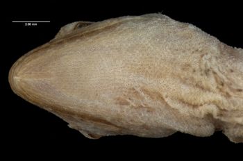 Media type: image;   Herpetology R-10933 Aspect: head ventral